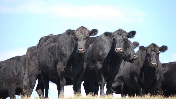 Congreso Internacional de Reproducción Animal presentará sus últimos avances e innovaciones