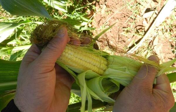 FAO alega que producción de alimentos en el país no determina que familias accedan a ello