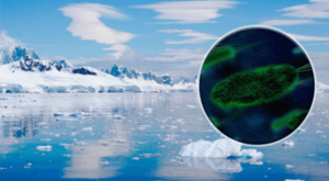 Diario HOY | Identifican bacterias híper resistentes en la Antártida