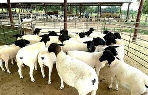 Apuntan a seguir desarrollando el sector ovino con miras a la exportación