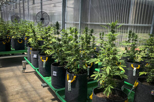 Argentina ingresa al mundo del cannabis medicinal y el cáñamo industrial - MarketData