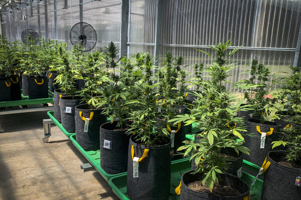 Argentina ingresa al mundo del cannabis medicinal y el cáñamo industrial - MarketData