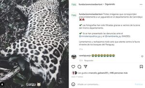 Piden ayuda para identificar a los cazadores de un yaguareté - Nacionales - ABC Color