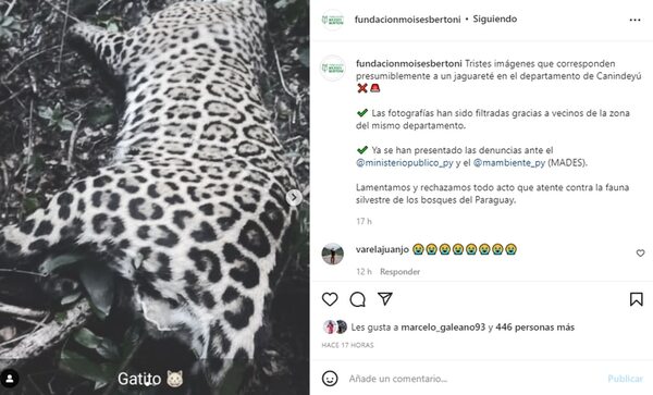 Piden ayuda para identificar a los cazadores de un yaguareté - Nacionales - ABC Color