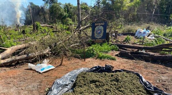 Más de 4.000 kilos de marihuana fueron destruidos en Caaguazú – Prensa 5