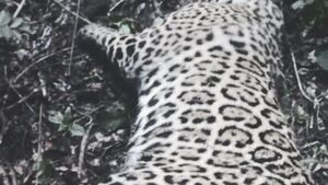 Cazan y matan a un yaguareté en Canindeyú