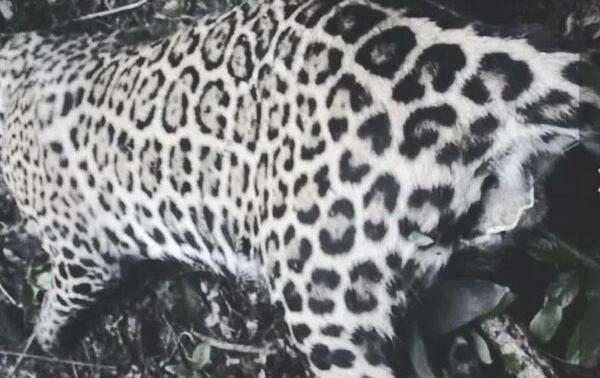 Matan a un yaguareté en Canindeyú – Prensa 5