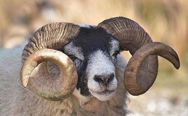 Crónica / ¡Insólito! Animal cornudo mató a una mujer y ligó 3 años de cárcel