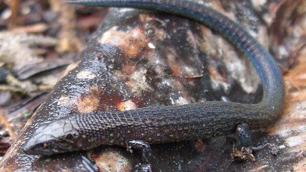 Descubiertas dos nuevas especies de lagartijas en el Machu Picchu