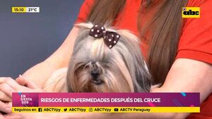 Enfermedades venéreas en mascotas y la importancia de la castración - Ensiestados - ABC Color