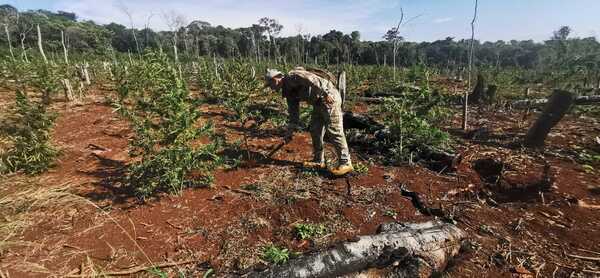 Eliminan 11 toneladas de marihuana en Amambay | 1000 Noticias