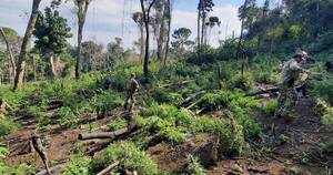 La Nación / Eliminan más de 11 toneladas de marihuana durante operativos antidrogas en Amambay