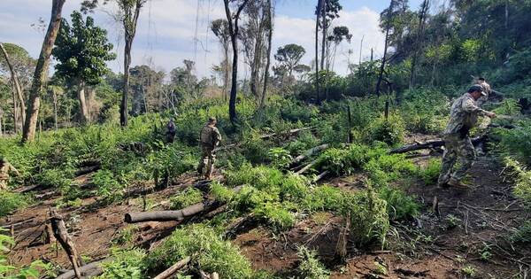 La Nación / Eliminan más de 11 toneladas de marihuana durante operativos antidrogas en Amambay