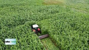 Sorgo gigante como cobertura de suelo aumenta rendimiento de soja - ABC Rural - ABC Color