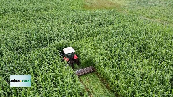 Sorgo gigante como cobertura de suelo aumenta rendimiento de soja - ABC Rural - ABC Color