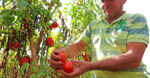 La Nación / Inseguridad alimentaria afectó al 30% de familias paraguayas