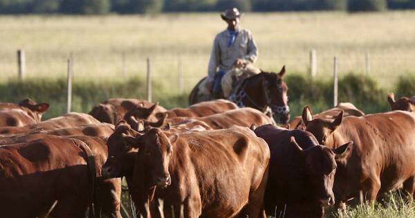 La Nación / Producción de carne sostenible: aplicación de buenas prácticas permitió mejores resultados