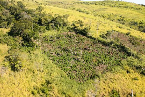 Eliminan más de 836.000 kilos de marihuana en Amambay - Nacionales - ABC Color