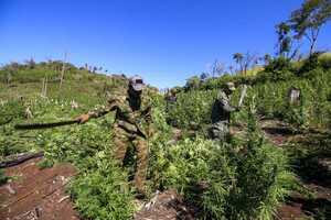 Diario HOY | Destruyen 836 toneladas de marihuana en el departamento de Amambay