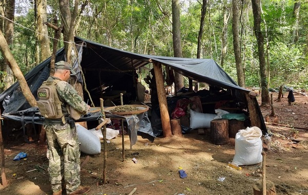 SENAD eliminó 11,5 toneladas de Marihuana en la Colonia Estrella de Amambay