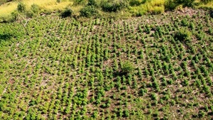 En operación antidroga eliminan de 836 toneladas de marihuana Operación Nueva Alianza