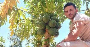 La Nación / Productor de mamón orgánico en Acahay destaca buena cosecha en este año