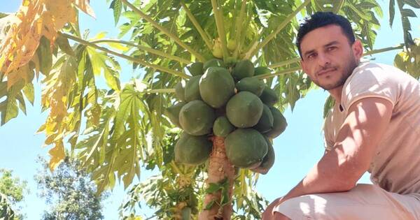 La Nación / Productor de mamón orgánico en Acahay destaca buena cosecha en este año