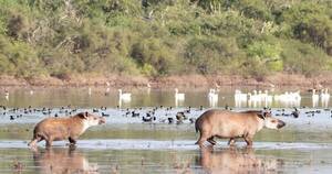 La Nación / Óscar Bordón y su registro esencial de la naturaleza de nuestro país