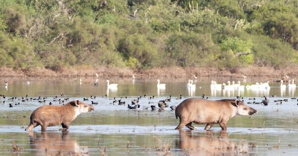 La Nación / Óscar Bordón y su registro esencial de la naturaleza de nuestro país