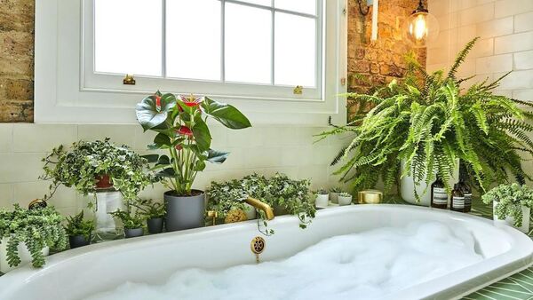 Conocé las mejores plantas para decorar y ambientar tu baño