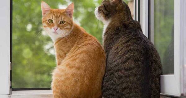 La Nación / ¿Sabías que tu gato puede reconocer tu nombre?
