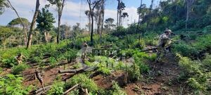 SENAD eliminó 11,5 toneladas de Marihuana en la Colonia Estrella