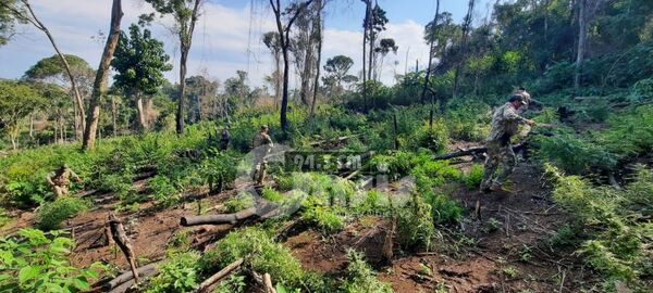 SENAD eliminó 11,5 toneladas de Marihuana en la Colonia Estrella