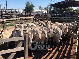 Denuncian abigeato en zona rural de Pedro Juan.