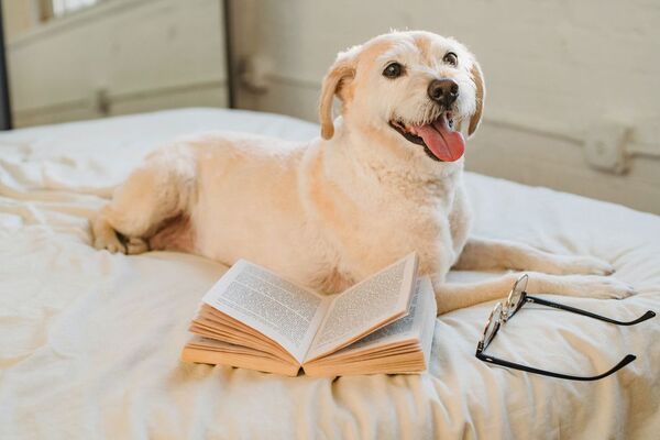 Si tus mascotas se suben a tu cama: necesitas estos trucos para sacar los pelos
