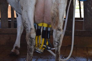 Precio internacional de la leche suma cinco bajas consecutivas