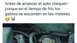 Mucho ojo: Gatos se refugian del frío en motor de coches