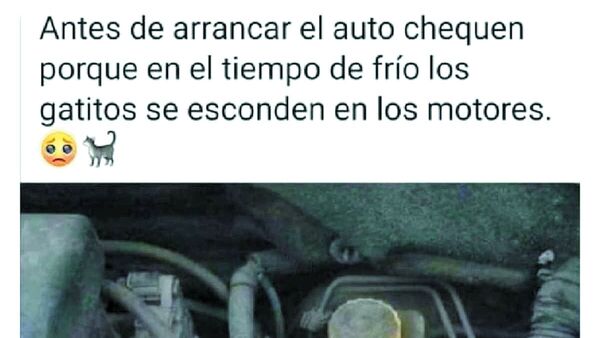 Mucho ojo: Gatos se refugian del frío en motor de coches