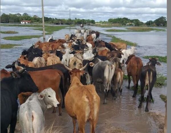 Hato bovino cayó 365.000 cabezas, tras etapas de inundaciones y de sequía - Nacionales - ABC Color