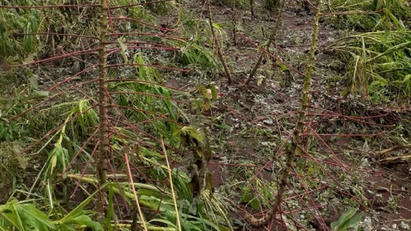 Granizada destrozó cultivos de varias familias en Itapúa