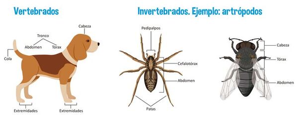 Partes del cuerpo de los animales - Escolar - ABC Color