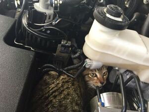 ¡Cuidado!: si hace frío, puede haber un gato bajo el capot de su auto - Mascotas - ABC Color