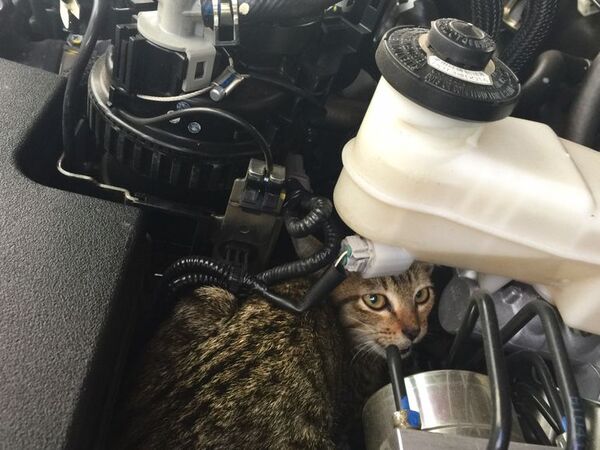 ¡Cuidado!: si hace frío, puede haber un gato bajo el capot de su auto - Mascotas - ABC Color