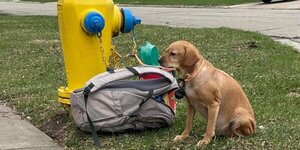 Diario HOY | Dejaron en la calle a perrita con una mochila llena de juguetes y una nota desgarradora