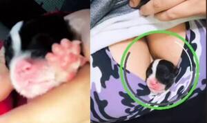 Crónica / Cuerona utilizó la "técnica del canguro" para salvar a un guagui