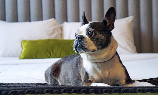 Conozca más al Boston Terrier | Telefuturo