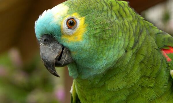 31 de mayo, Día del Loro