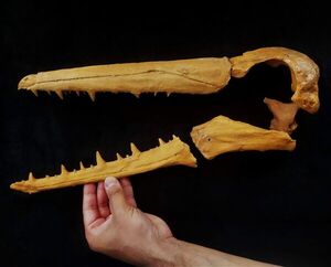 El gran tiburón blanco pudo contribuir a la extinción del megalodón - Ciencia - ABC Color