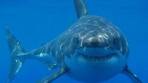 El tiburón blanco pudo contribuir a la extinción del megalodón