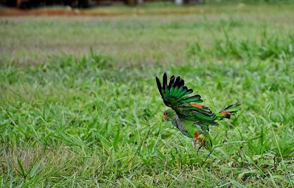 Itaipú celebra el Día Internacional del Loro con liberación de uno en peligro de extinción